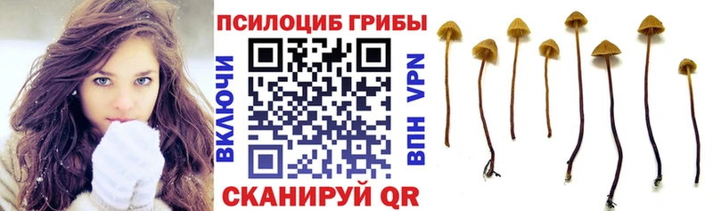 Псилоцибиновые грибы Magic Shrooms  блэк спрут ссылка  Новосокольники  купить закладку 